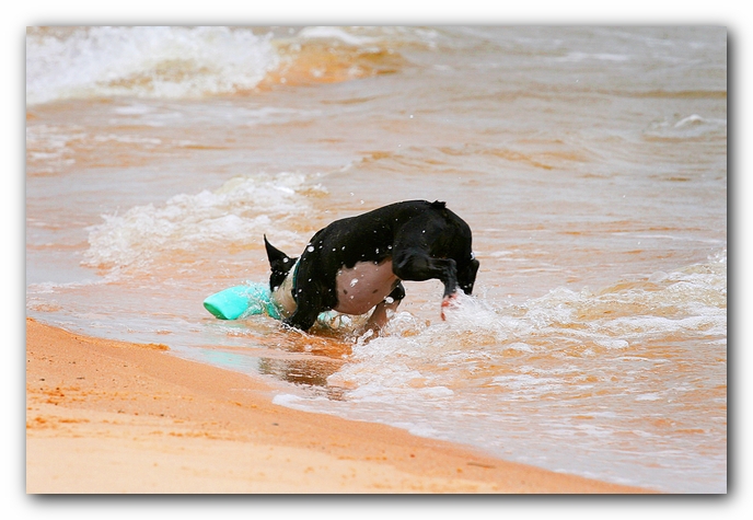 Offleash Dog Beach, Pensacola Florida