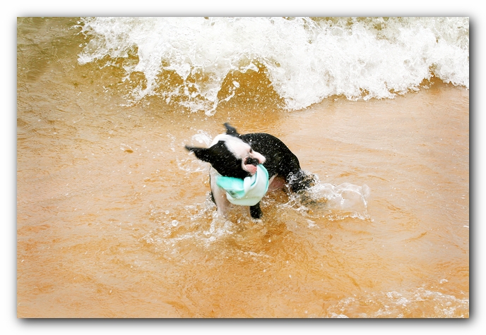 Offleash Dog Beach, Pensacola Florida