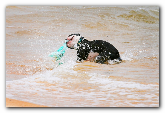 Offleash Dog Beach, Pensacola Florida