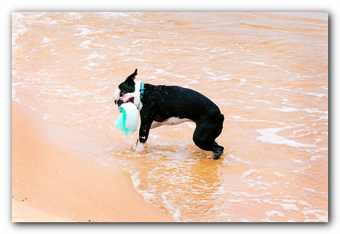 Offleash Dog Beach, Pensacola Florida