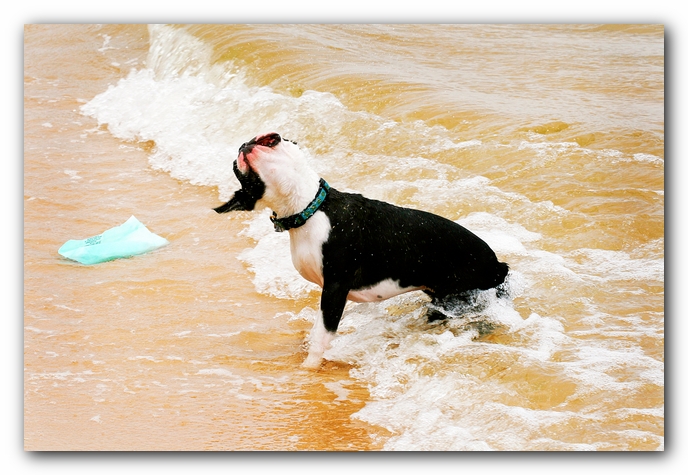 Offleash Dog Beach, Pensacola Florida