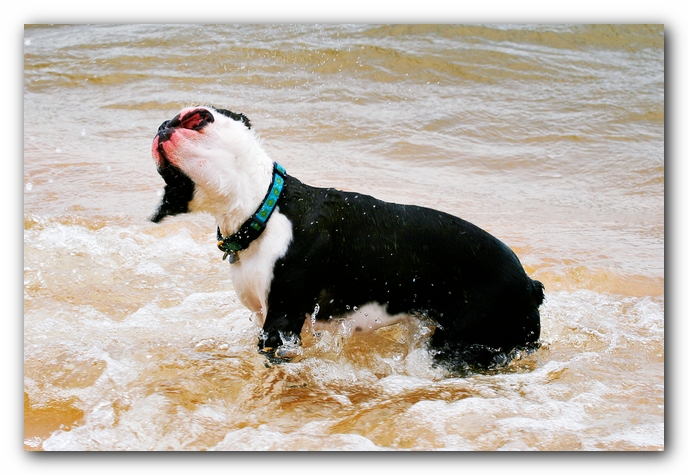 Offleash Dog Beach, Pensacola Florida