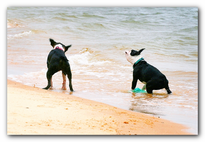 Offleash Dog Beach, Pensacola Florida