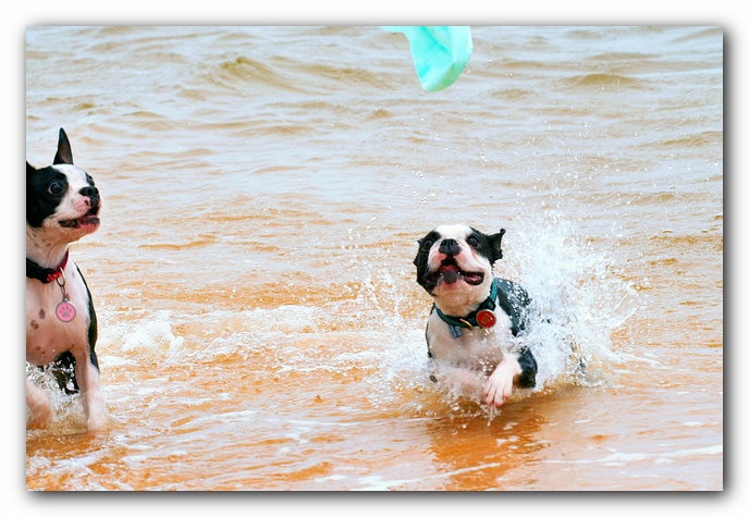 Offleash Dog Beach, Pensacola Florida