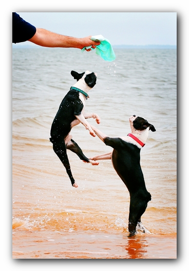 Offleash Dog Beach, Pensacola Florida