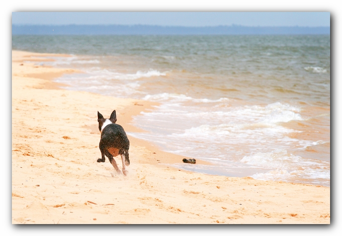 Offleash Dog Beach, Pensacola Florida