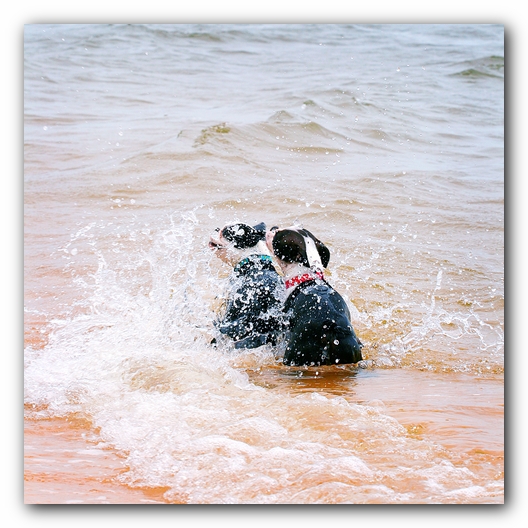 Offleash Dog Beach, Pensacola Florida