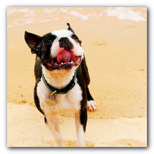 Offleash Dog Beach, Pensacola Florida
