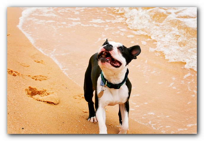 Offleash Dog Beach, Pensacola Florida