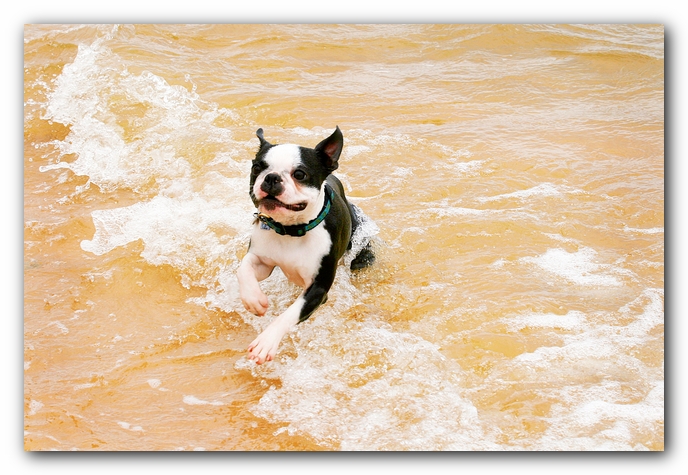 Offleash Dog Beach, Pensacola Florida