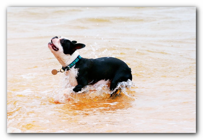 Offleash Dog Beach, Pensacola Florida