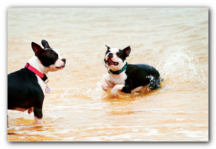 Offleash Dog Beach, Pensacola Florida