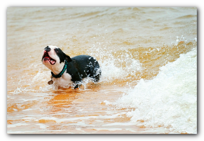 Offleash Dog Beach, Pensacola Florida