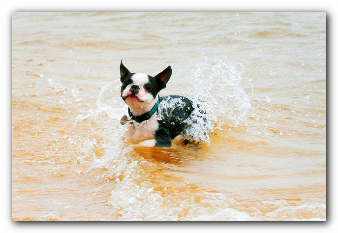 Offleash Dog Beach, Pensacola Florida