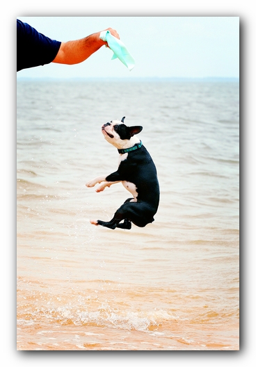 Offleash Dog Beach, Pensacola Florida