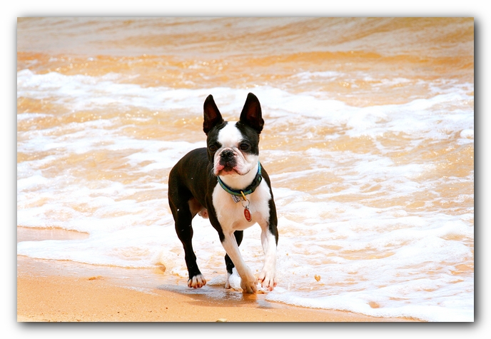 Offleash Dog Beach, Pensacola Florida