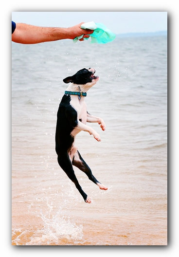Offleash Dog Beach, Pensacola Florida