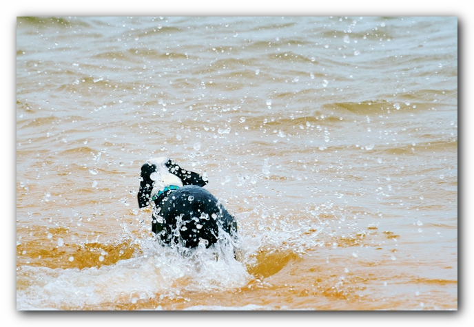 Offleash Dog Beach, Pensacola Florida
