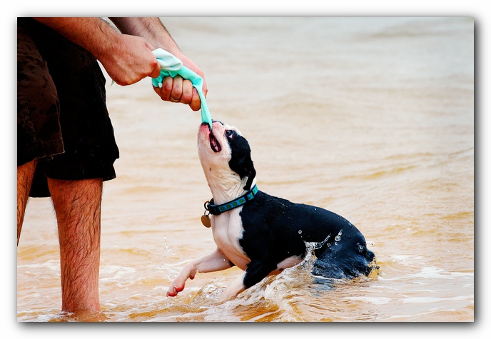 Offleash Dog Beach, Pensacola Florida