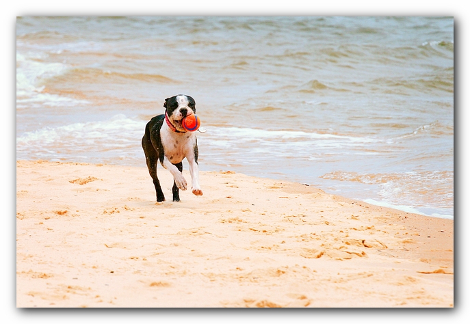 Offleash Dog Beach, Pensacola Florida