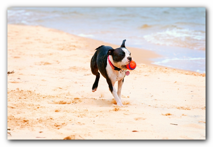 Offleash Dog Beach, Pensacola Florida