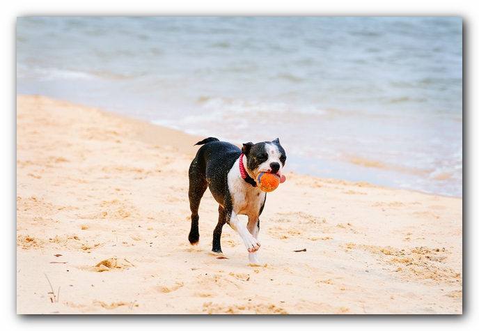 Offleash Dog Beach, Pensacola Florida