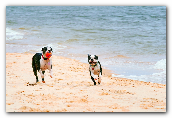 Offleash Dog Beach, Pensacola Florida