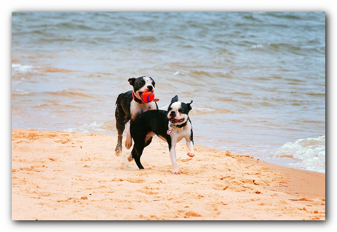 Offleash Dog Beach, Pensacola Florida