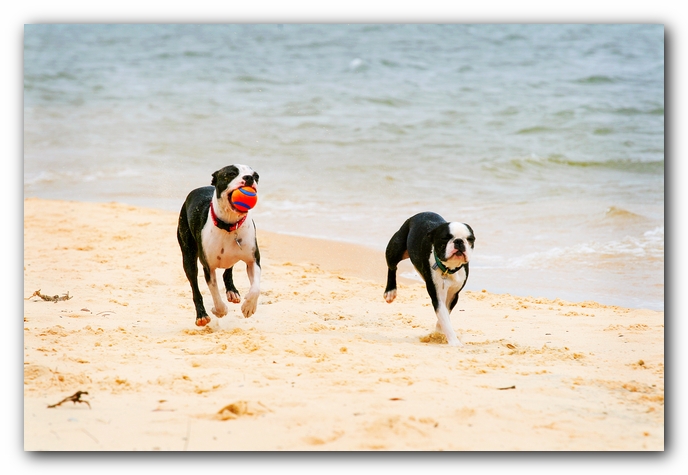 Offleash Dog Beach, Pensacola Florida