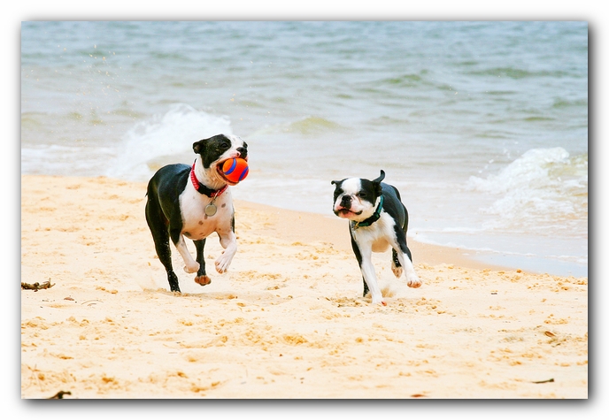 Offleash Dog Beach, Pensacola Florida