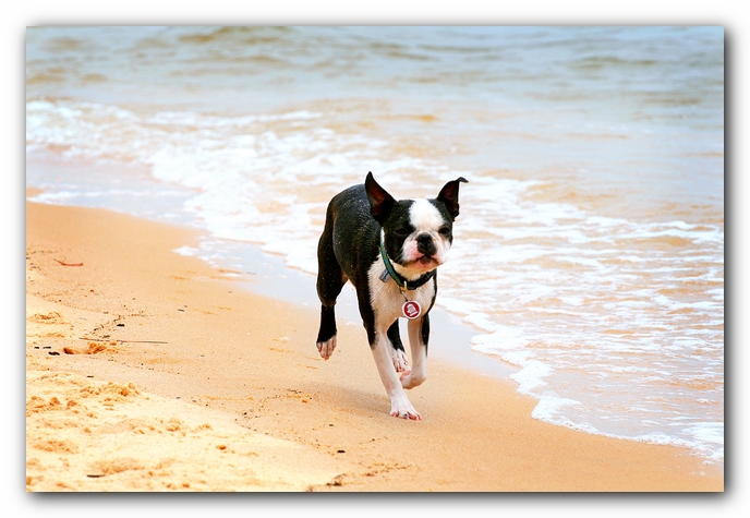 Offleash Dog Beach, Pensacola Florida