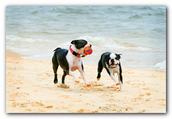 Offleash Dog Beach, Pensacola Florida