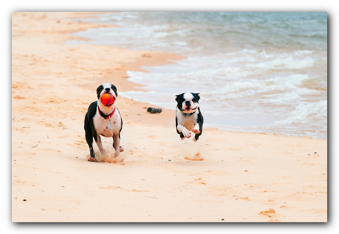 Offleash Dog Beach, Pensacola Florida