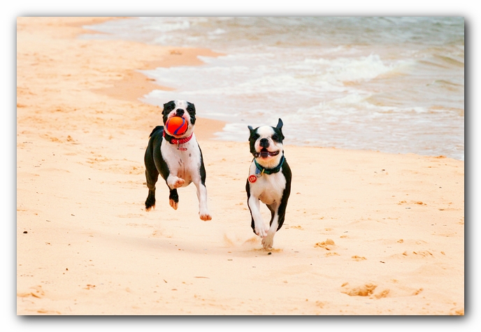 Offleash Dog Beach, Pensacola Florida