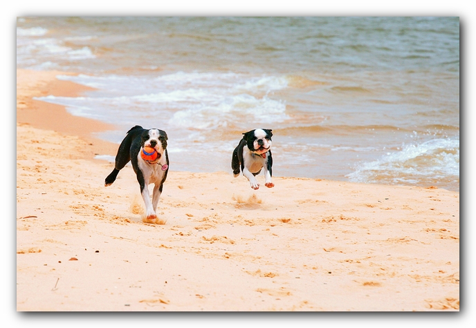 Offleash Dog Beach, Pensacola Florida