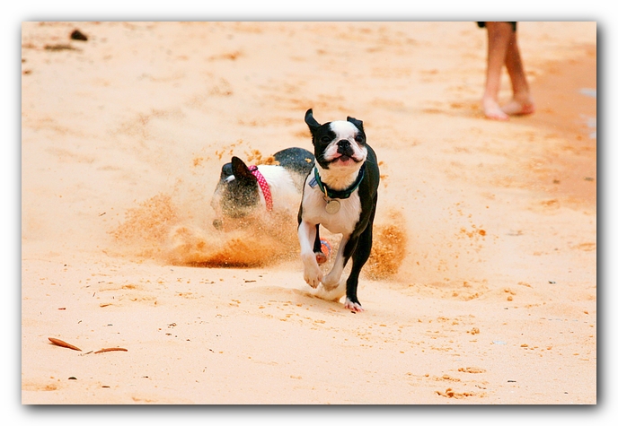 Offleash Dog Beach, Pensacola Florida