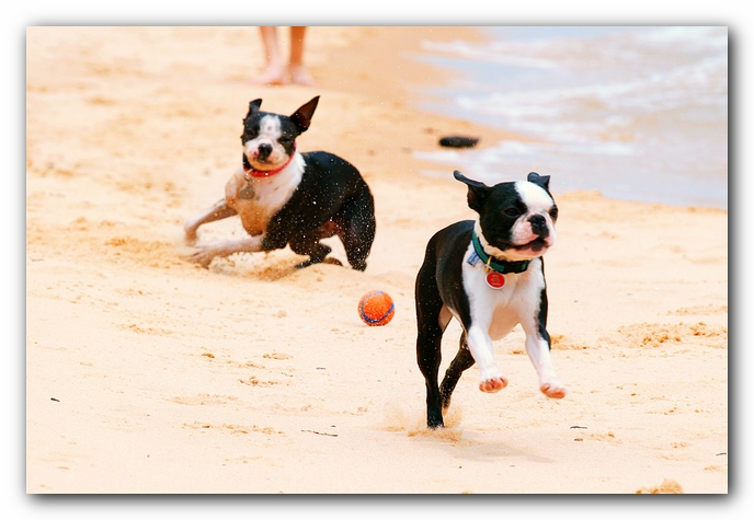 Offleash Dog Beach, Pensacola Florida