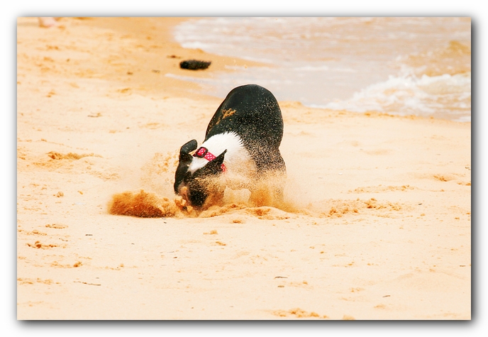 Offleash Dog Beach, Pensacola Florida