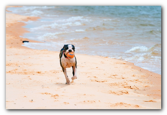 Offleash Dog Beach, Pensacola Florida