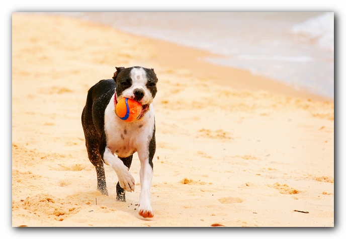 Offleash Dog Beach, Pensacola Florida