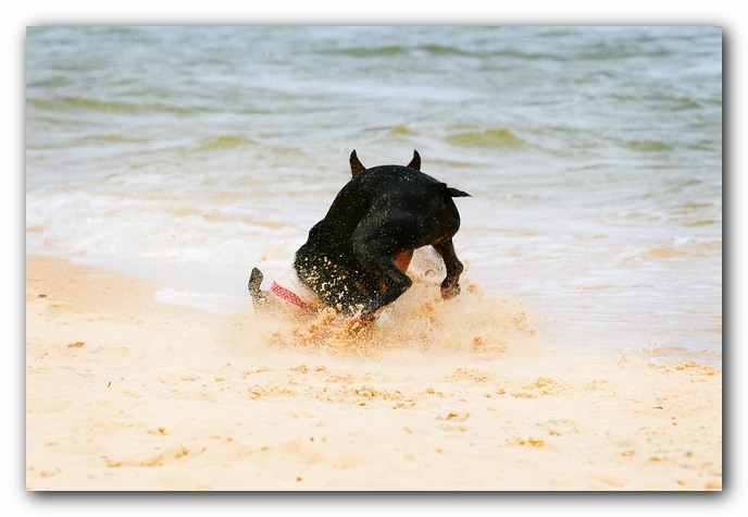 Offleash Dog Beach, Pensacola Florida