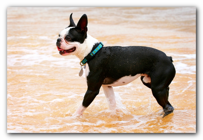 Offleash Dog Beach, Pensacola Florida