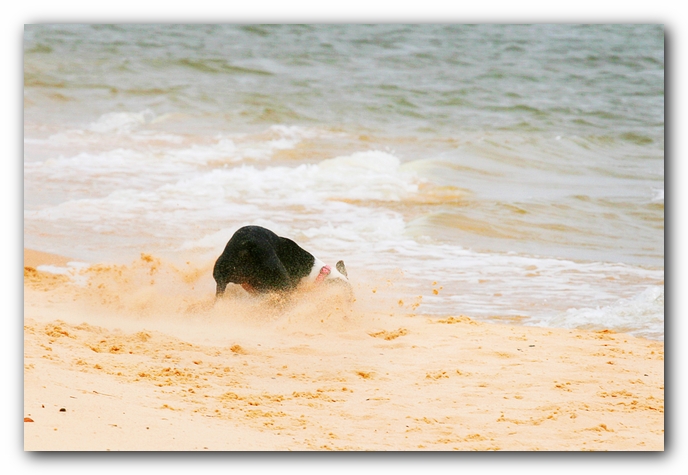 Offleash Dog Beach, Pensacola Florida