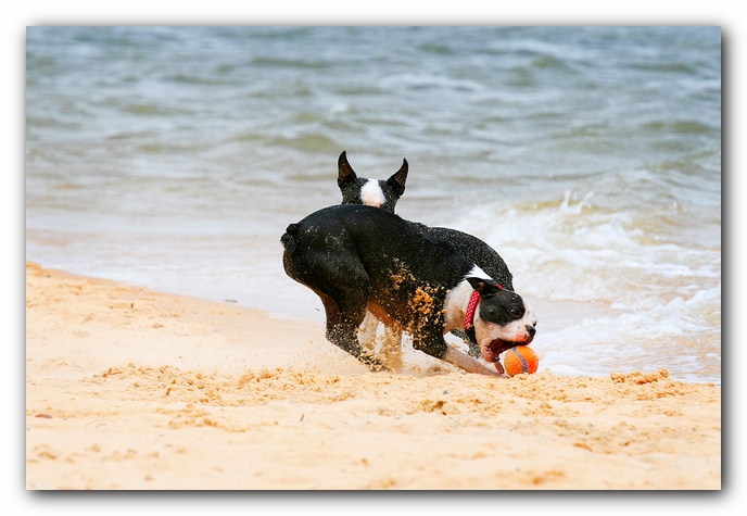 Offleash Dog Beach, Pensacola Florida