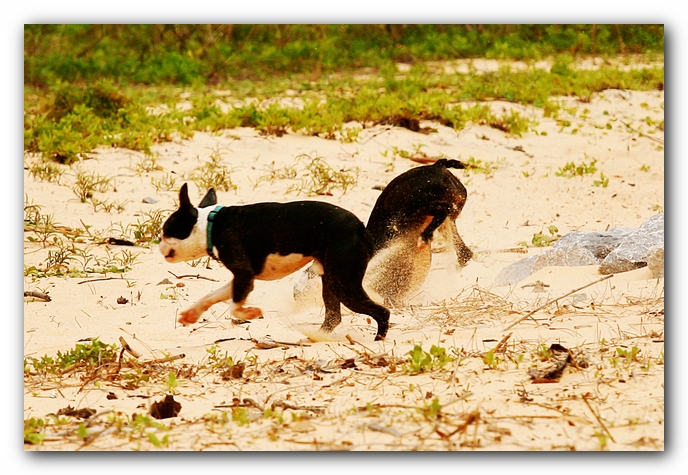 Offleash Dog Beach, Pensacola Florida