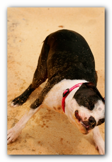 Offleash Dog Beach, Pensacola Florida
