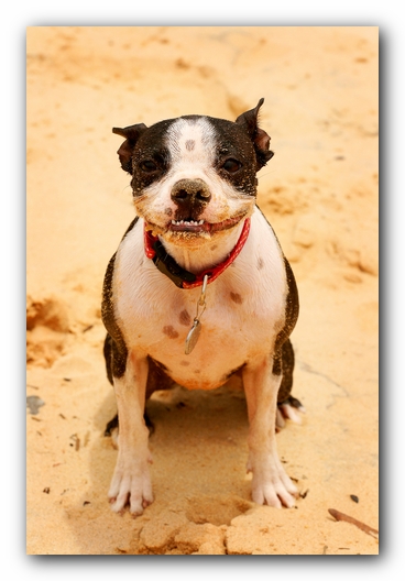 Offleash Dog Beach, Pensacola Florida