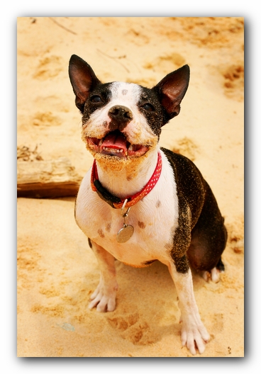 Offleash Dog Beach, Pensacola Florida