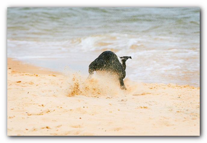 Offleash Dog Beach, Pensacola Florida