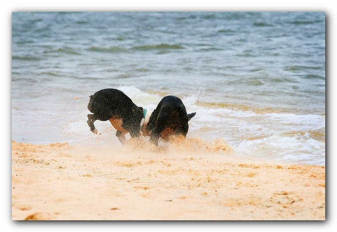 Offleash Dog Beach, Pensacola Florida